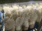 原阳县和成食用菌有限公司绣球菌进入出菇盛期